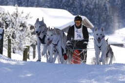 Lenk 2013